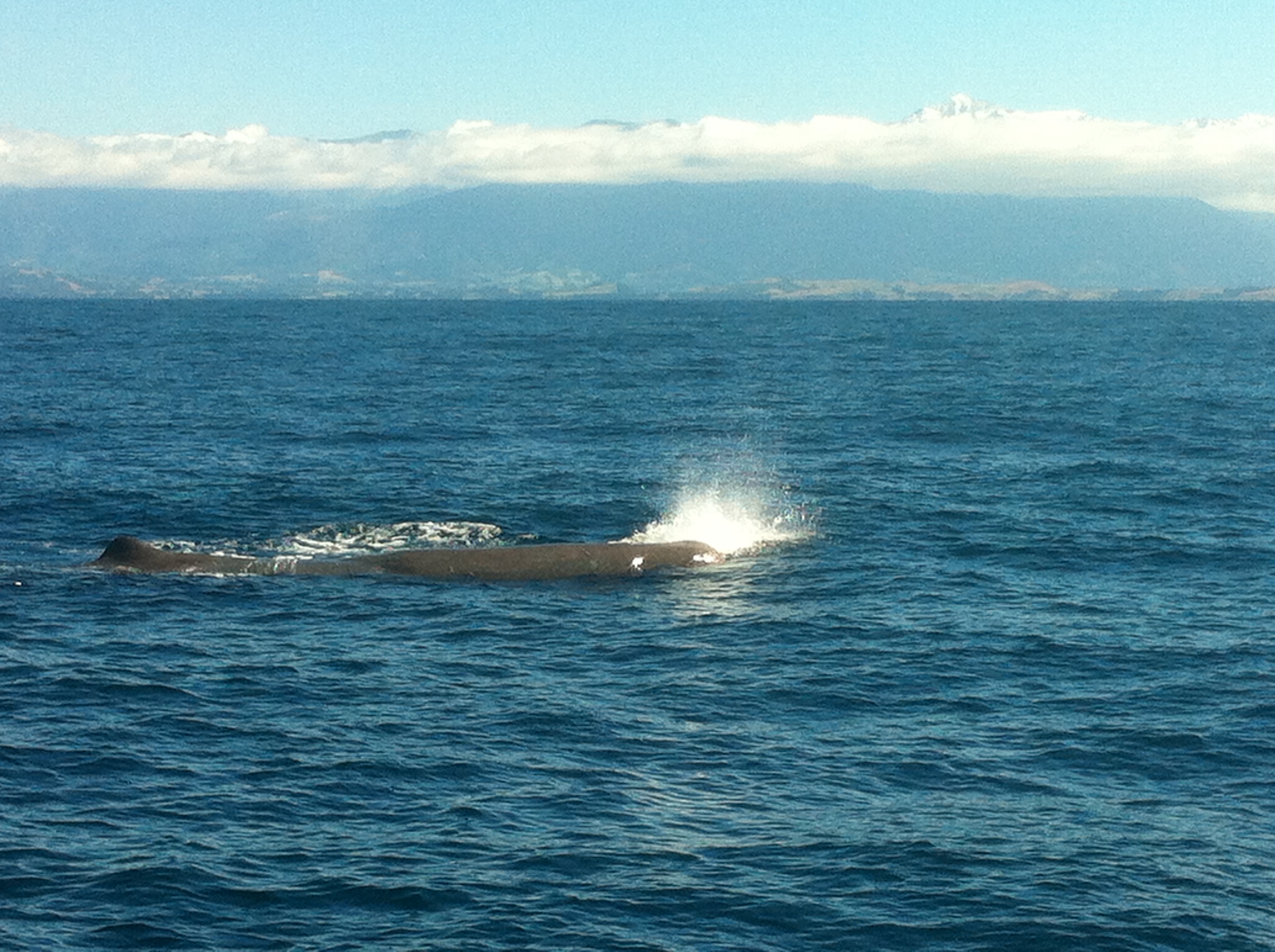 whale watching Kaikoura